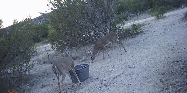 Listing image 120775-0