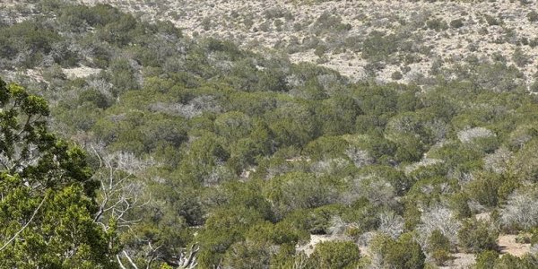 Listing image 126751-0